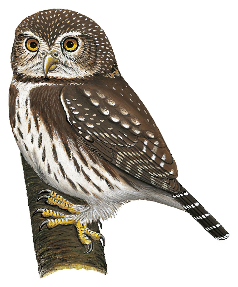 Ferruginous Pygmy-Owl / Glaucidium brasilianum