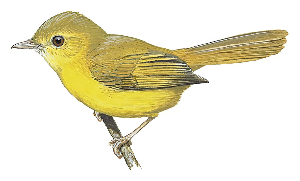 Yellow Flycatcher / Erythrocercus holochlorus