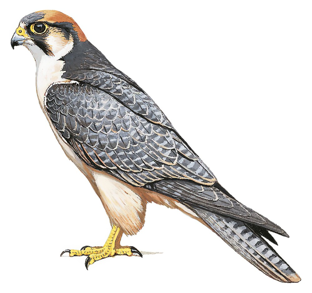 Lanner Falcon / Falco biarmicus