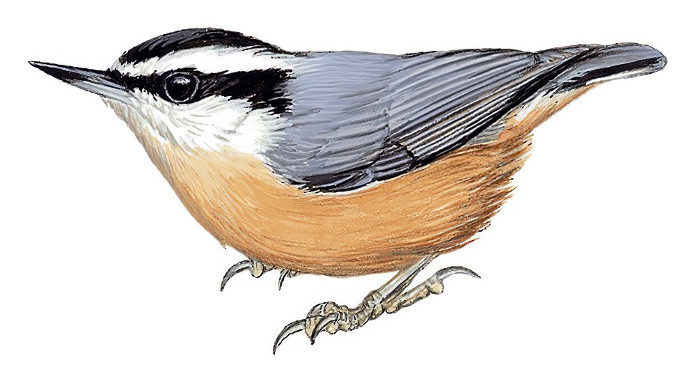 Red-breasted Nuthatch / Sitta canadensis