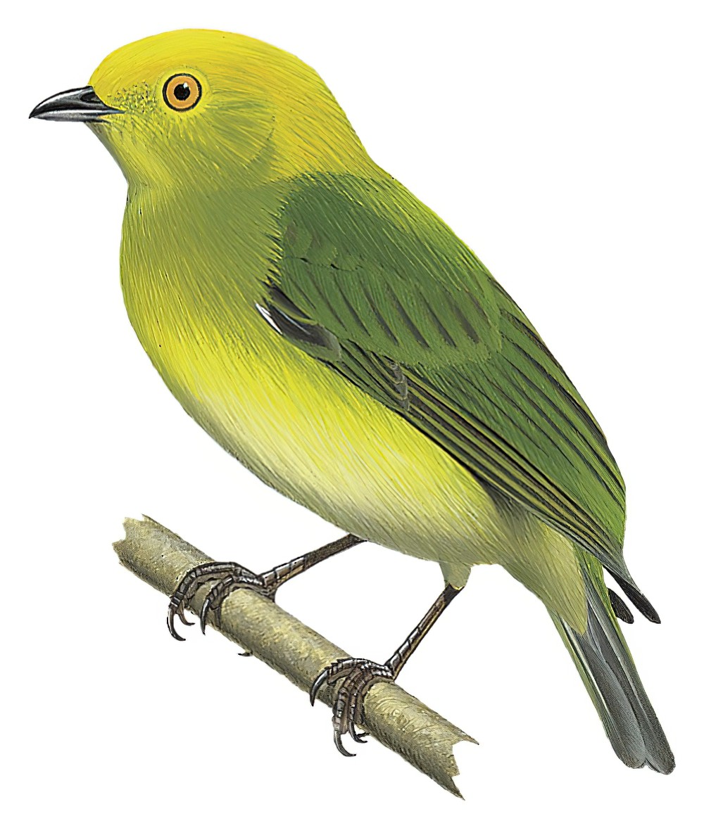 Yellow-headed Manakin / Chloropipo flavicapilla