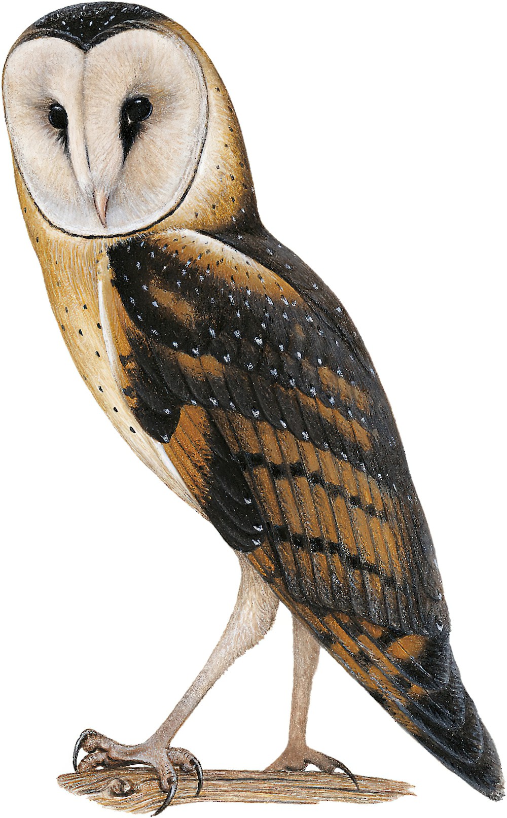 Australasian Grass-Owl / Tyto longimembris