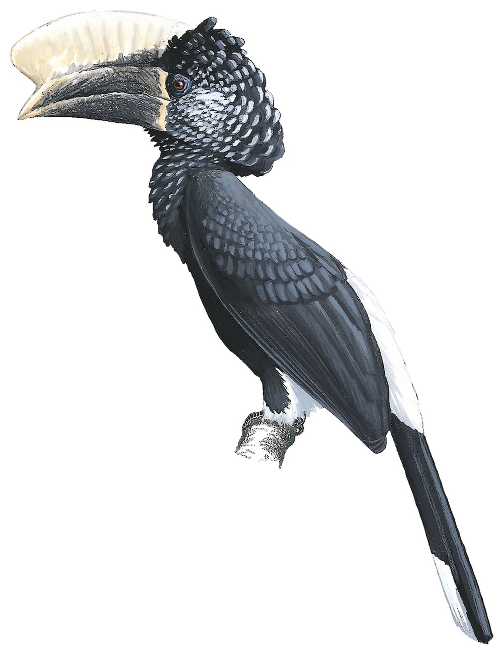 Silvery-cheeked Hornbill / Bycanistes brevis