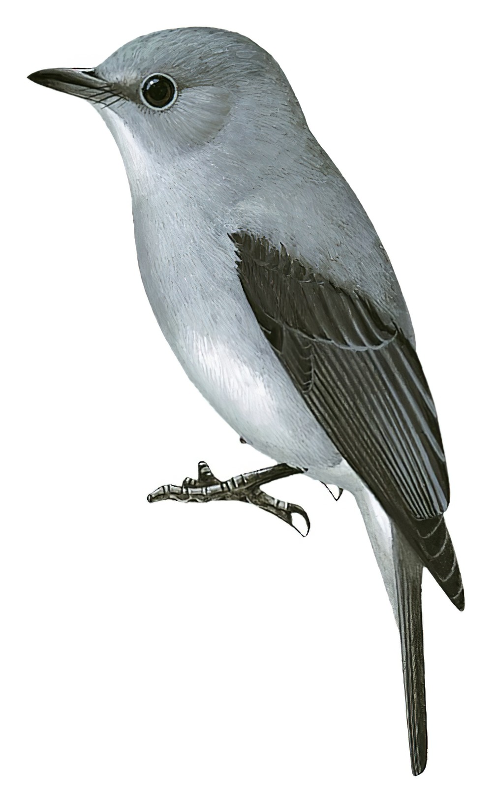 Cassin\'s Flycatcher / Muscicapa cassini