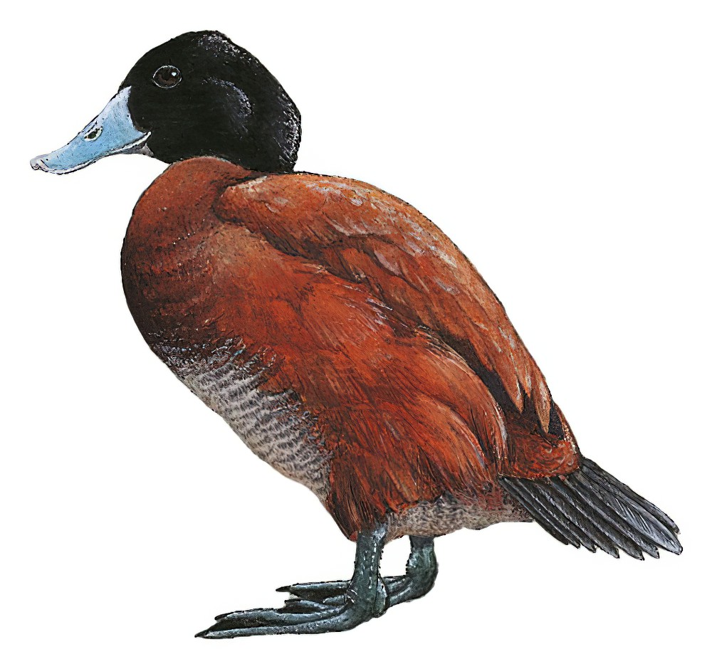 Andean Duck / Oxyura ferruginea