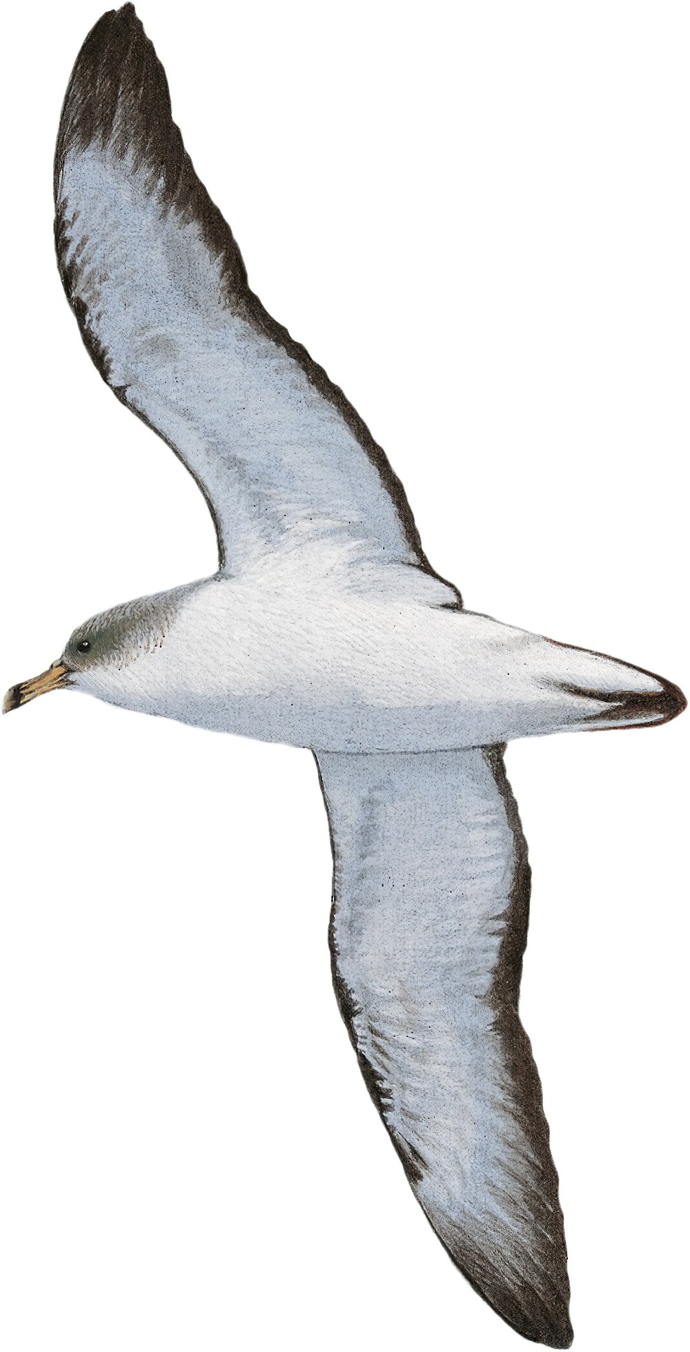Cory\'s Shearwater / Calonectris diomedea