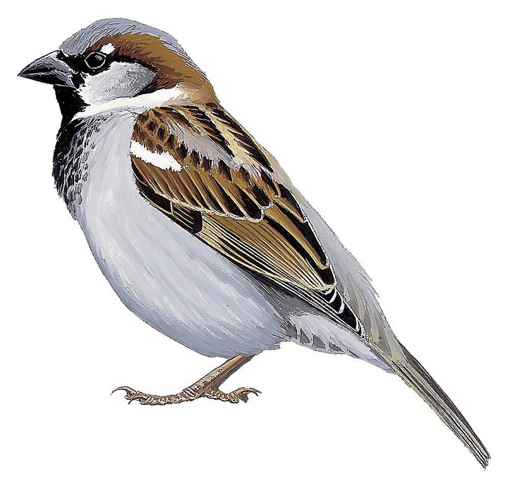 House Sparrow / Passer domesticus