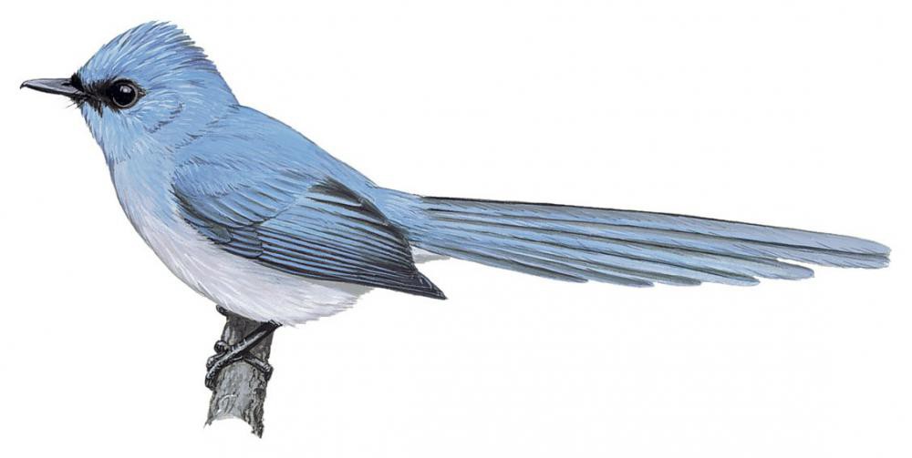 African Blue Flycatcher / Elminia longicauda
