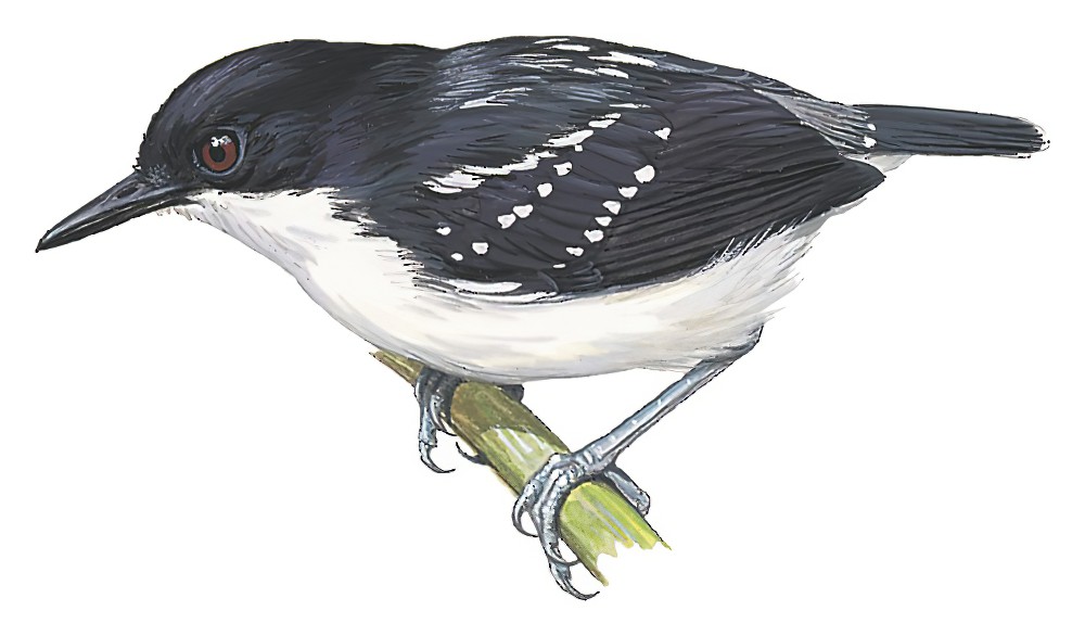 Black-and-white Antbird / Myrmochanes hemileucus