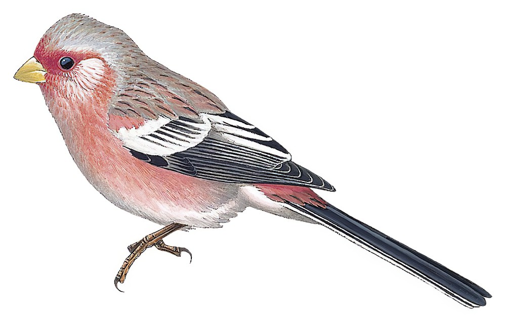 Long-tailed Rosefinch / Carpodacus sibiricus