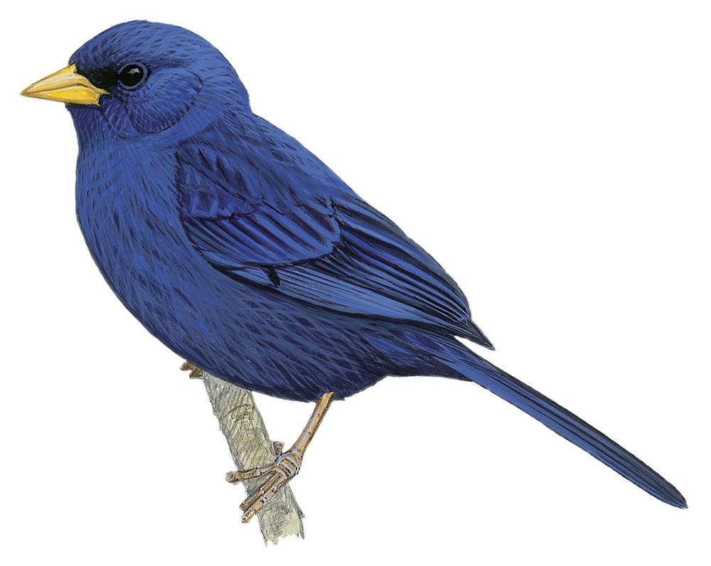 Blue Finch / Porphyrospiza caerulescens