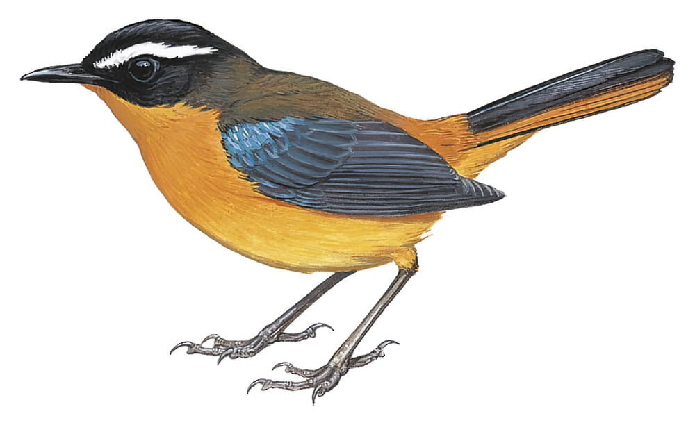 Blue-shouldered Robin-Chat / Cossypha cyanocampter