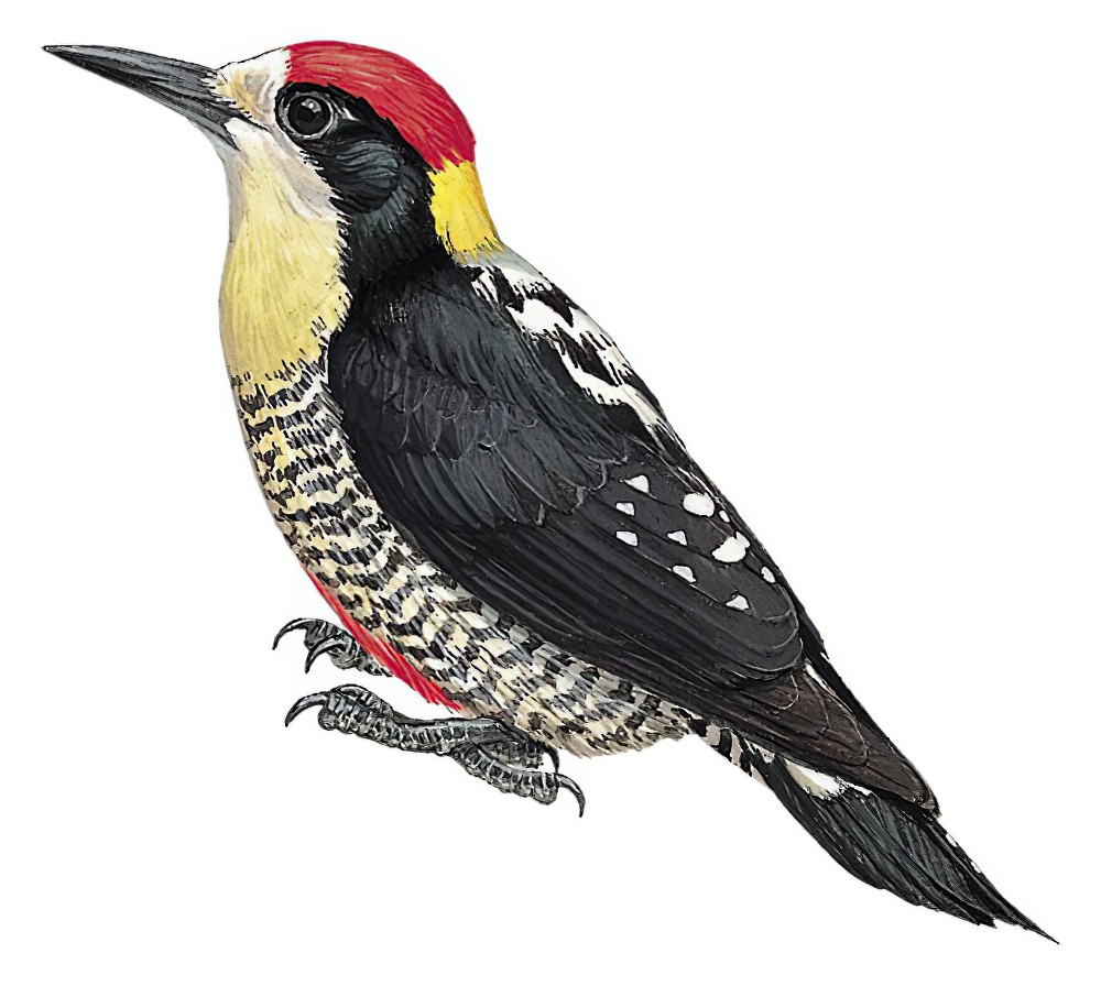 Beautiful Woodpecker / Melanerpes pulcher