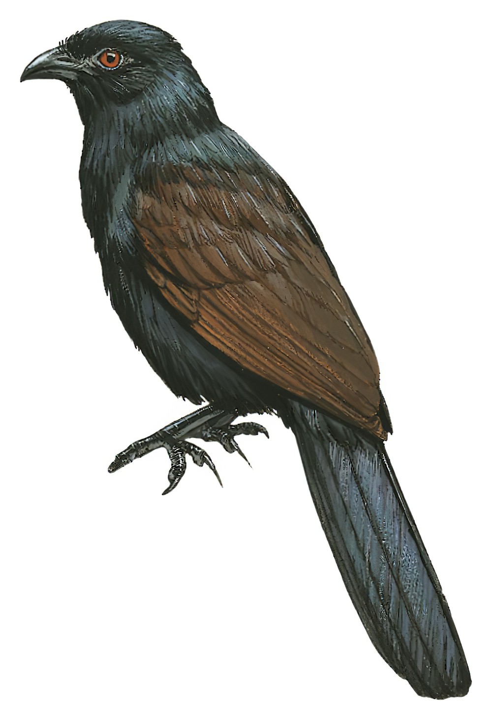 Philippine Coucal / Centropus viridis
