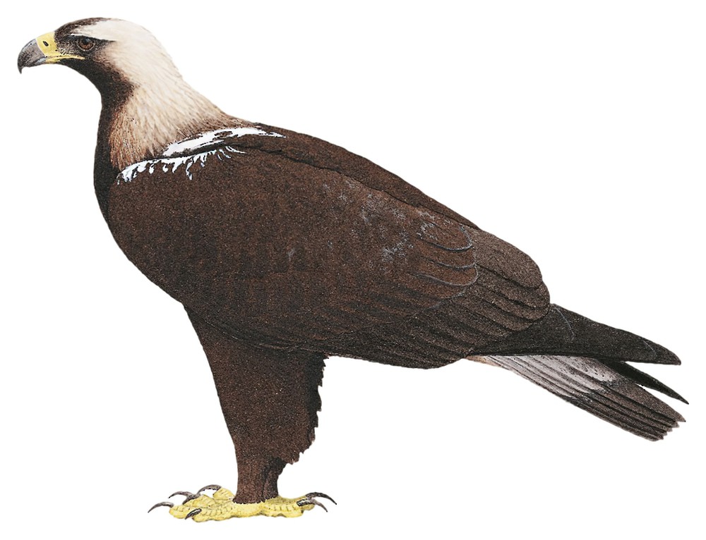 Spanish Eagle / Aquila adalberti