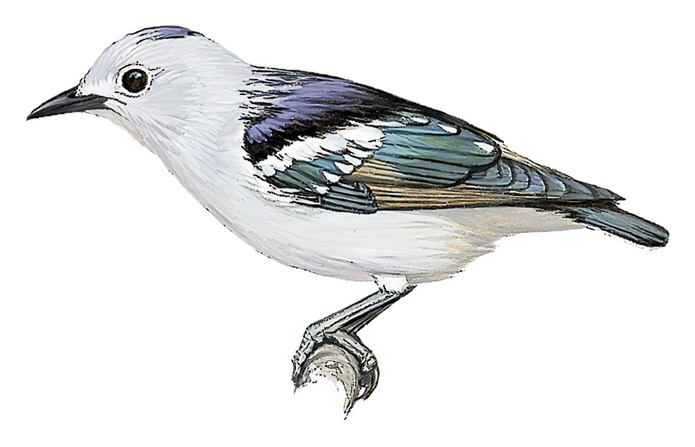 Daurian Starling / Agropsar sturninus