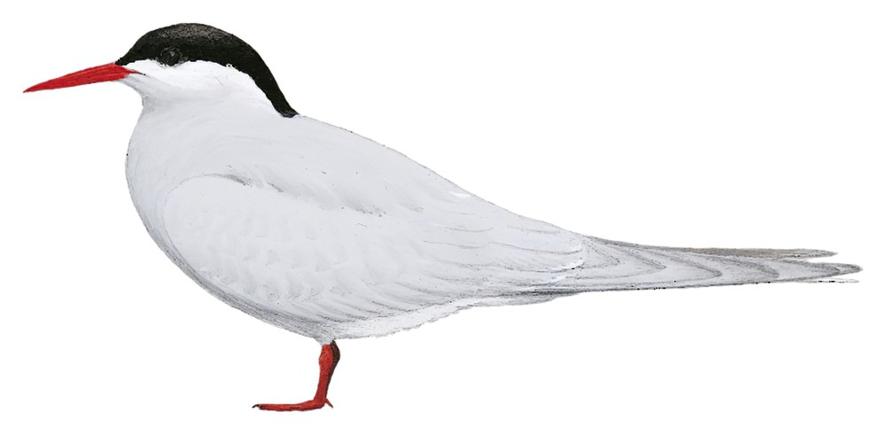 Antarctic Tern / Sterna vittata