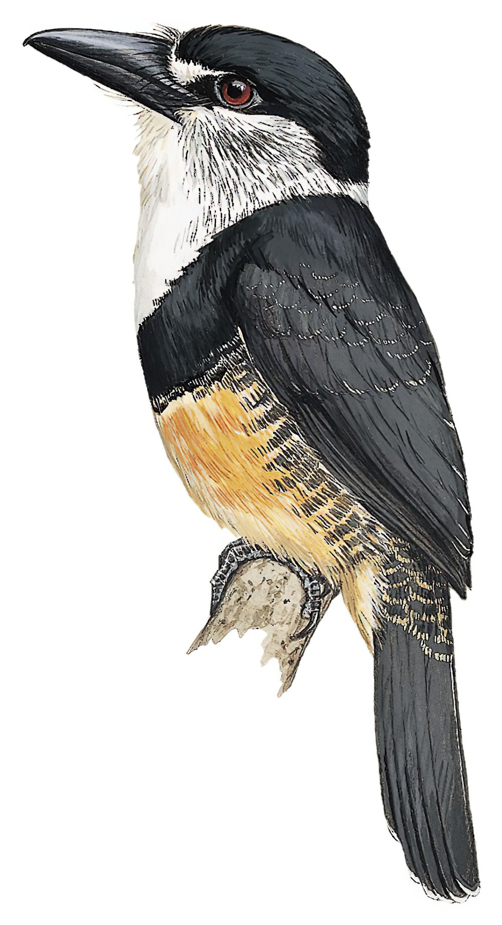 Buff-bellied Puffbird / Notharchus swainsoni