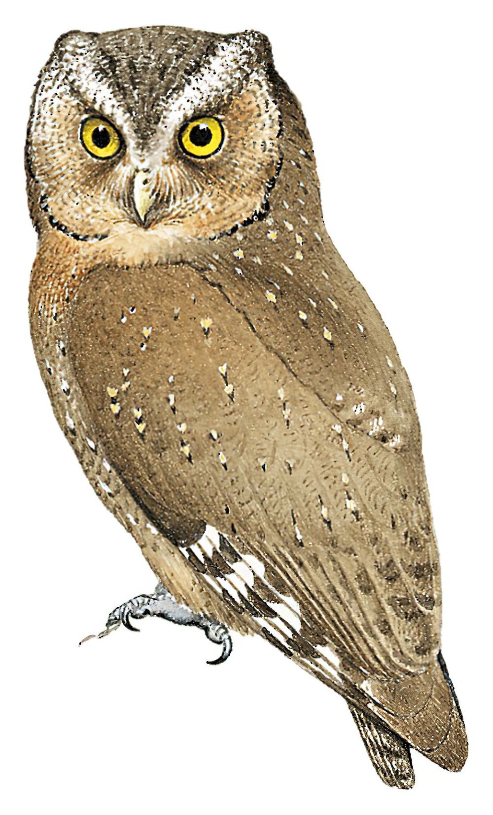 Sokoke Scops-Owl / Otus ireneae