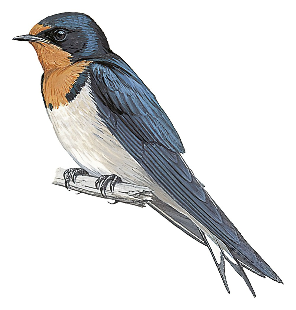 Angola Swallow / Hirundo angolensis