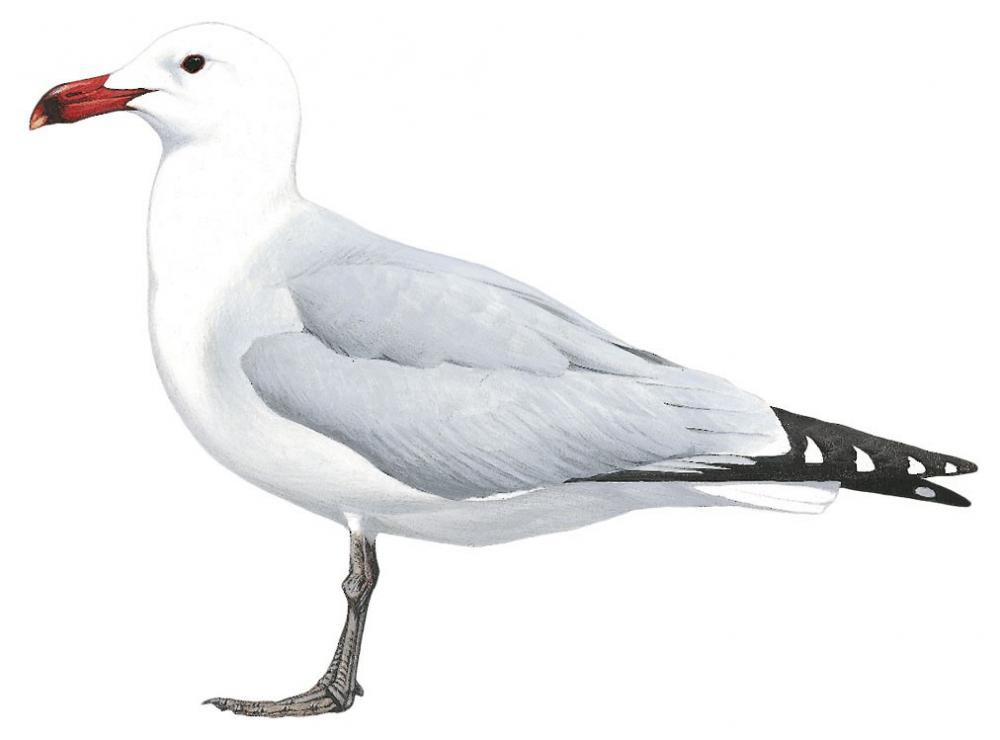 Audouin\'s Gull / Ichthyaetus audouinii