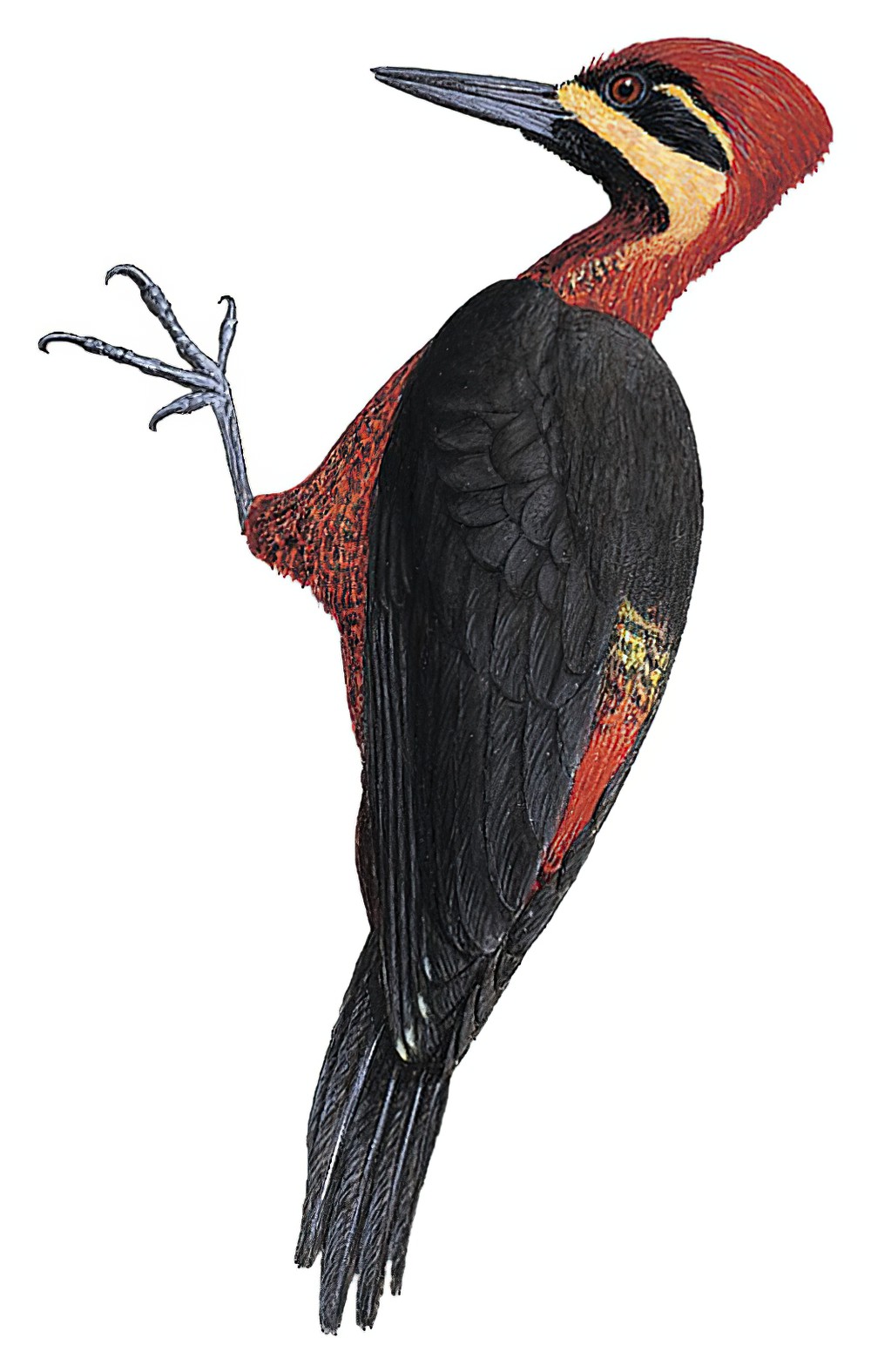 Crimson-bellied Woodpecker / Campephilus haematogaster