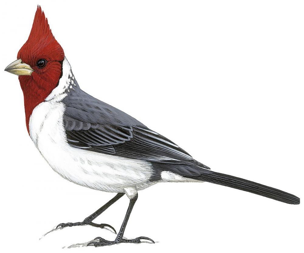 Red-crested Cardinal / Paroaria coronata