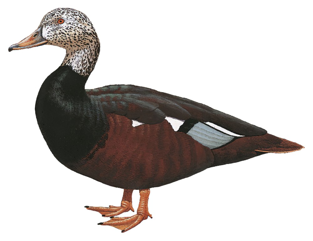 White-winged Duck / Asarcornis scutulata