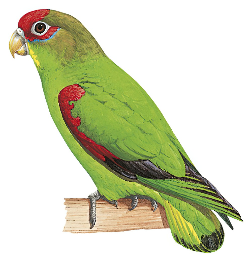 Red-fronted Parrotlet / Touit costaricensis