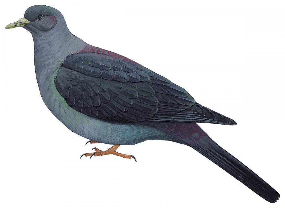 Bonin Pigeon / Columba versicolor