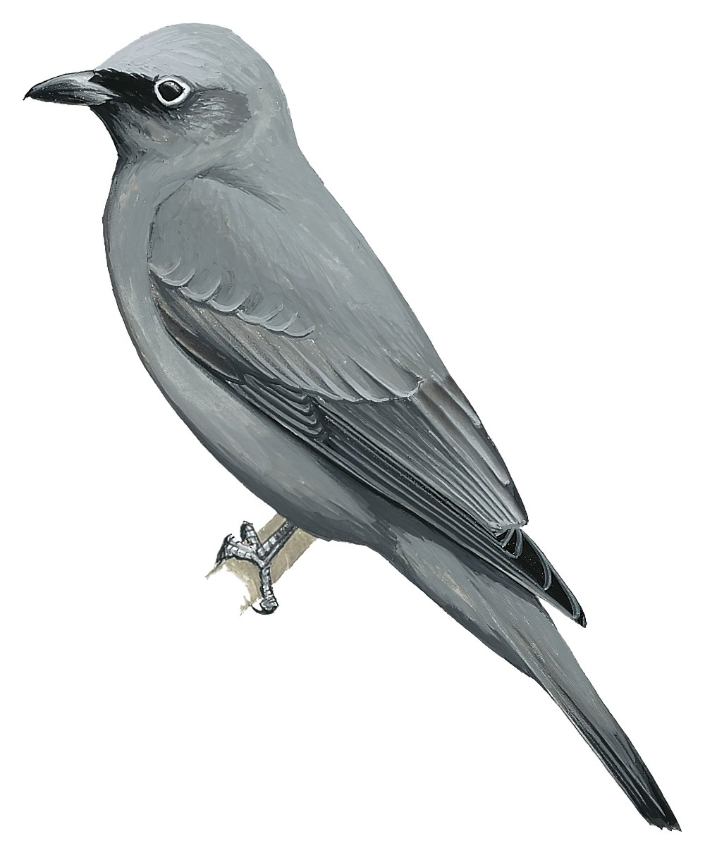 Gray Cuckooshrike / Coracina caesia