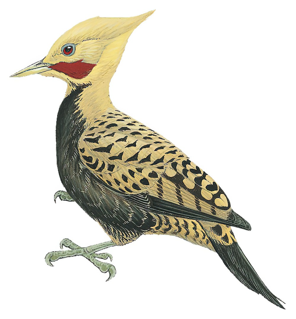 Ochre-backed Woodpecker / Celeus ochraceus