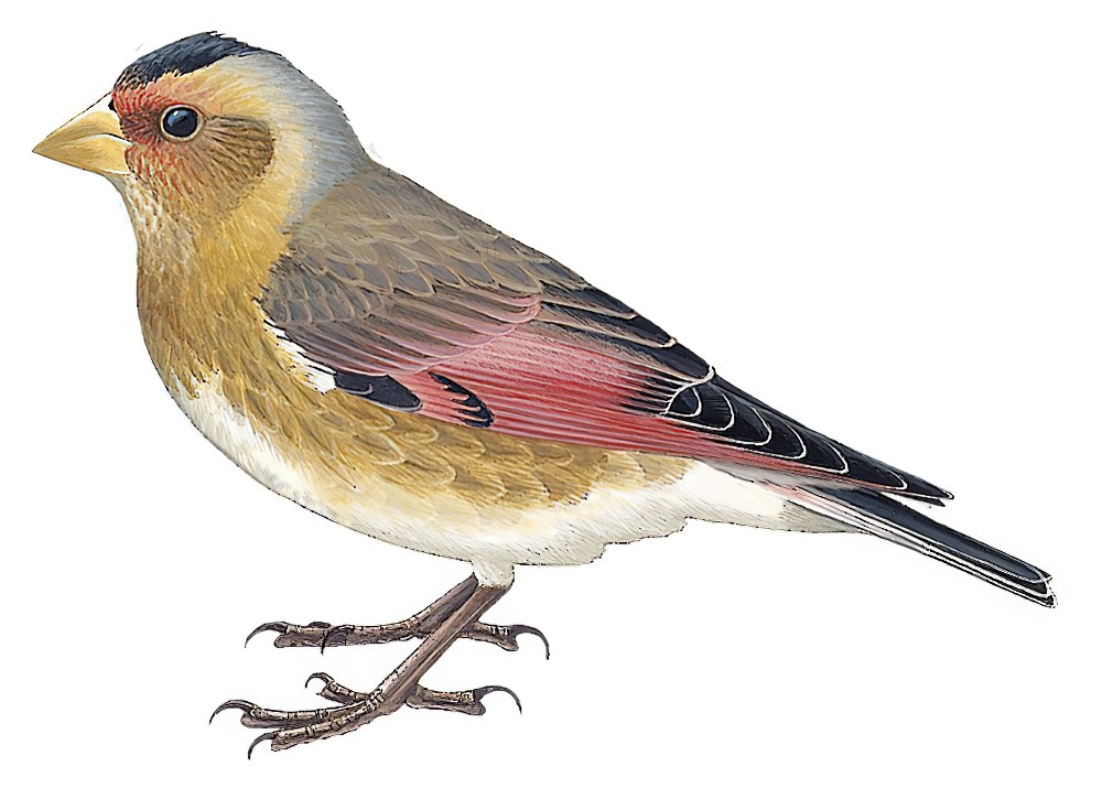Crimson-winged Finch / Rhodopechys sanguineus