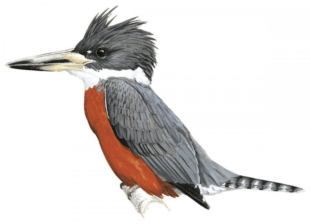 Ringed Kingfisher / Megaceryle torquata