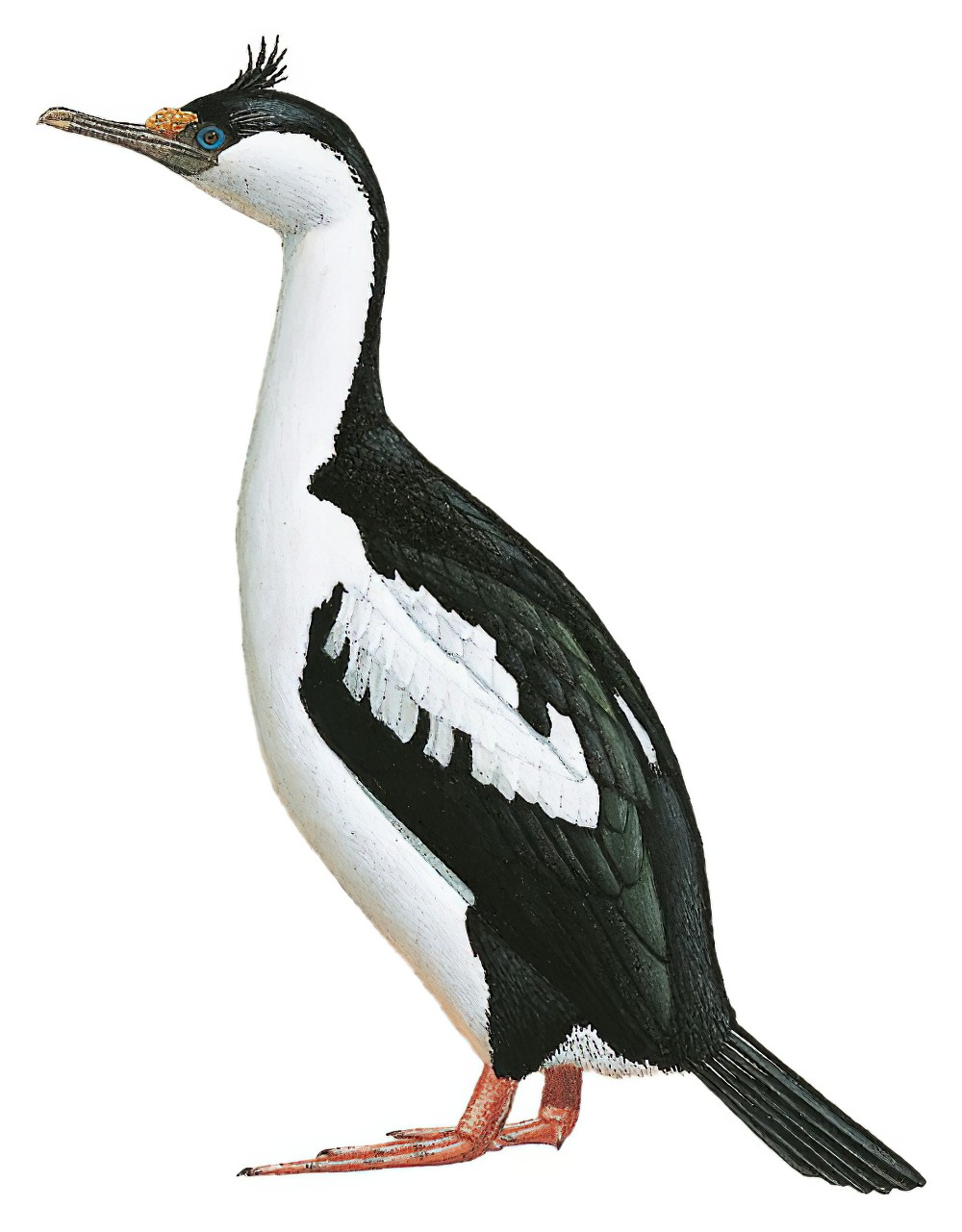 Heard Island Shag / Phalacrocorax nivalis