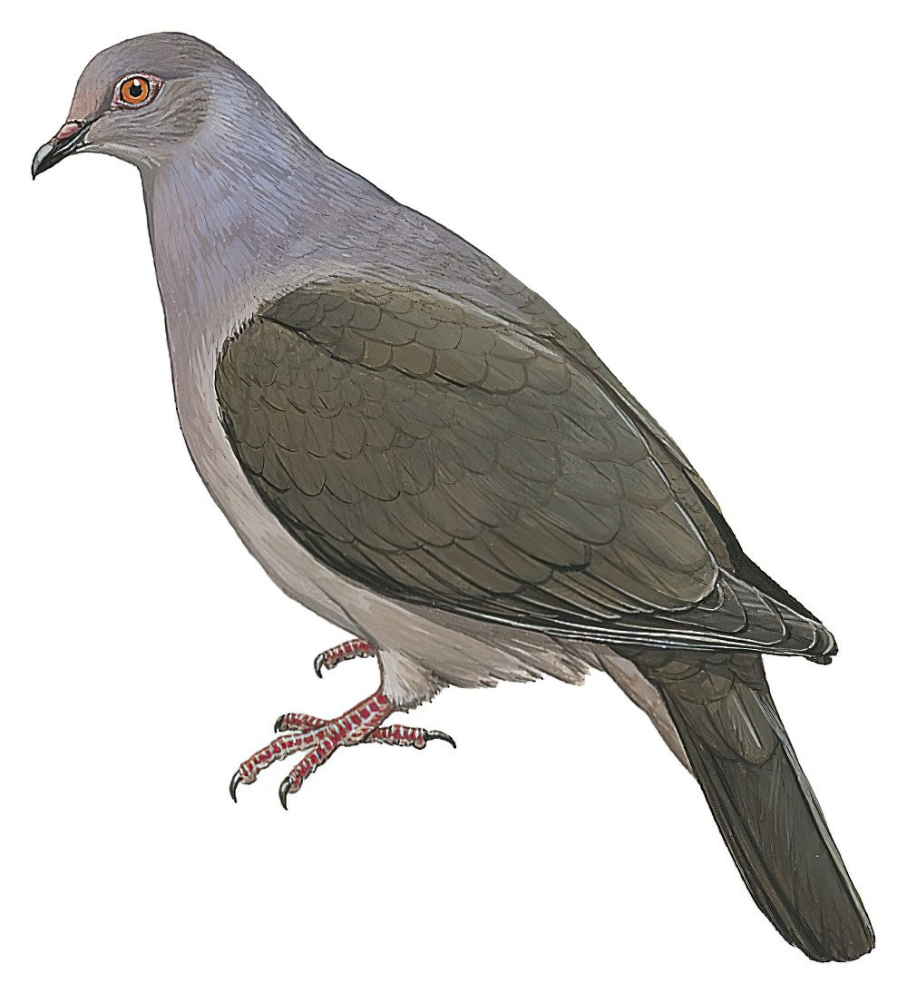 Plumbeous Pigeon / Patagioenas plumbea