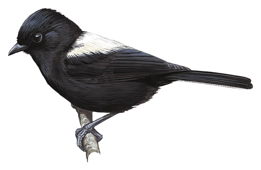 White-backed Black-Tit / Melaniparus leuconotus