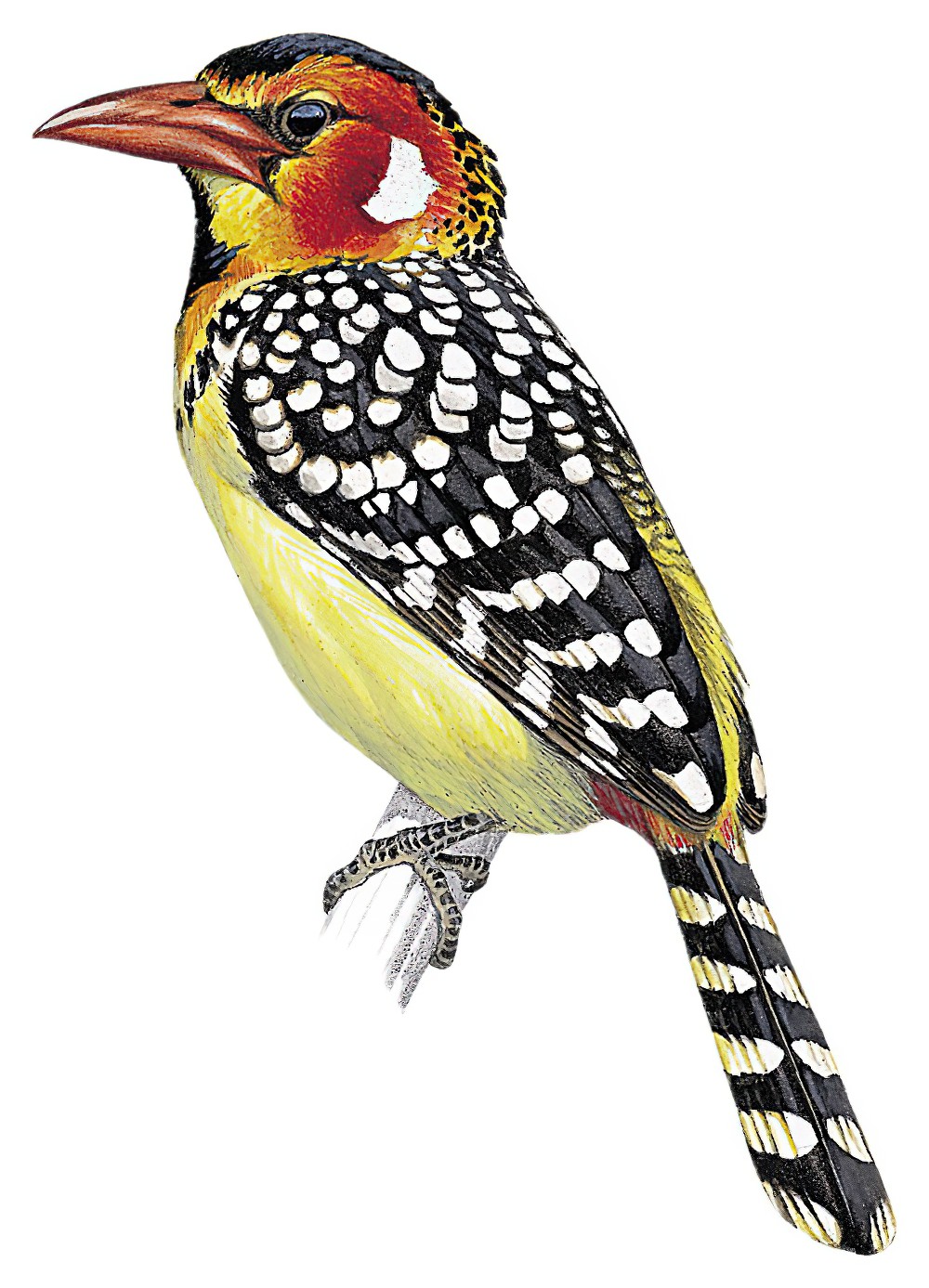 Red-and-yellow Barbet / Trachyphonus erythrocephalus