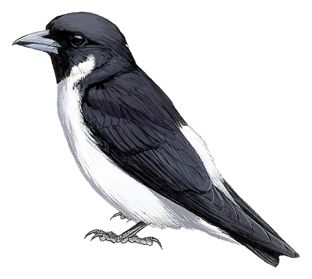 Fiji Woodswallow / Artamus mentalis
