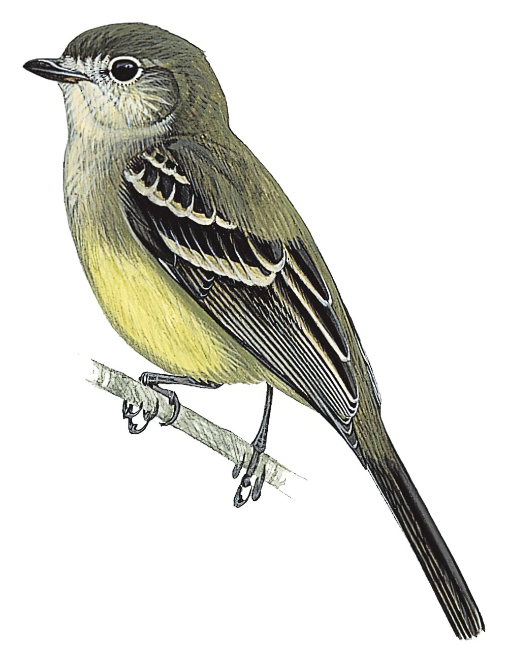 Amazonian Scrub-Flycatcher / Sublegatus obscurior