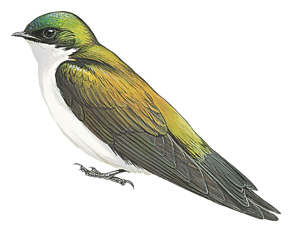 Golden Swallow / Tachycineta euchrysea