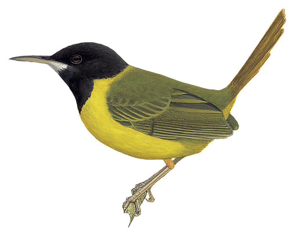 Yellow-breasted Tailorbird / Orthotomus samarensis