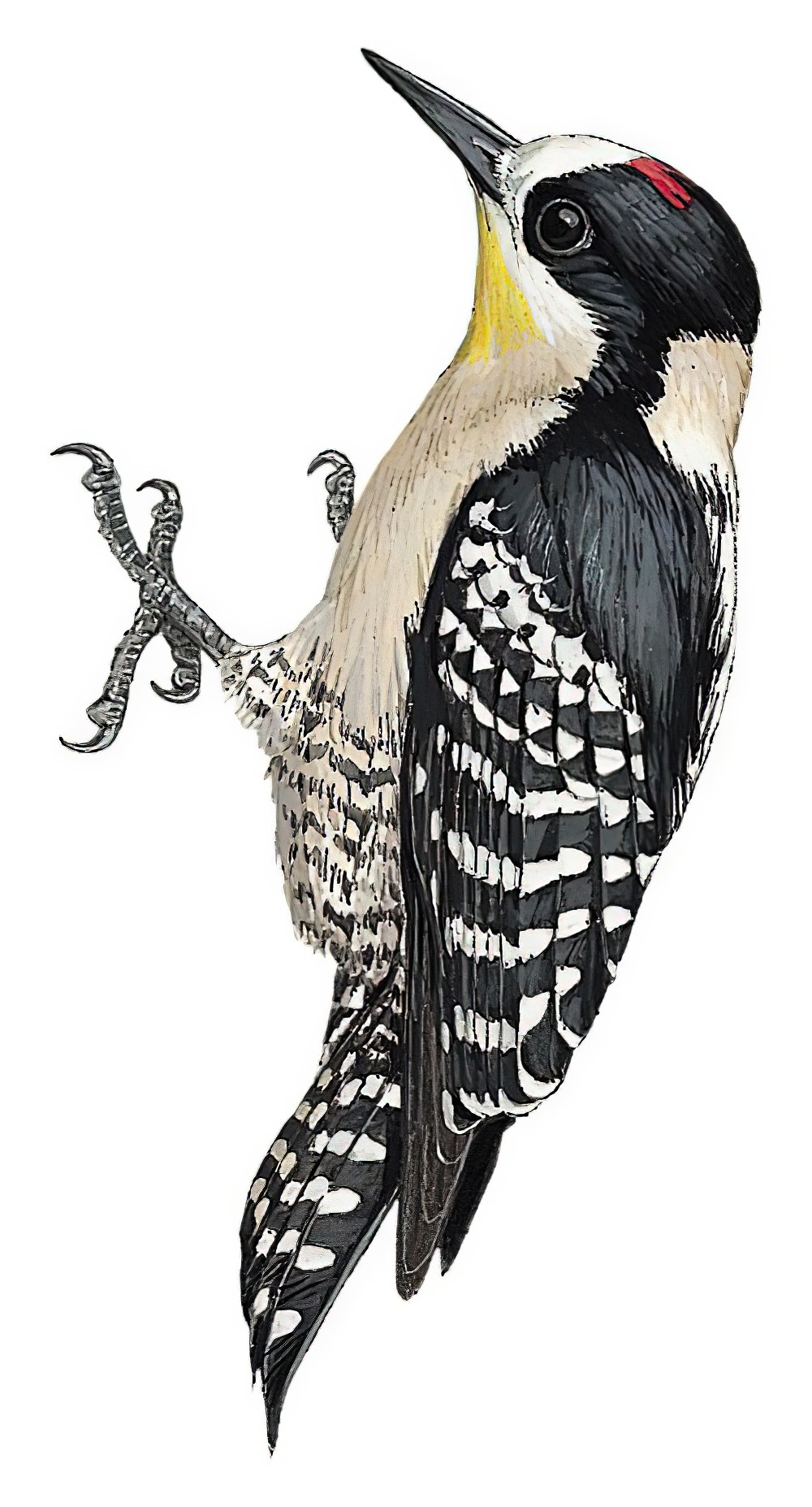 White-fronted Woodpecker / Melanerpes cactorum