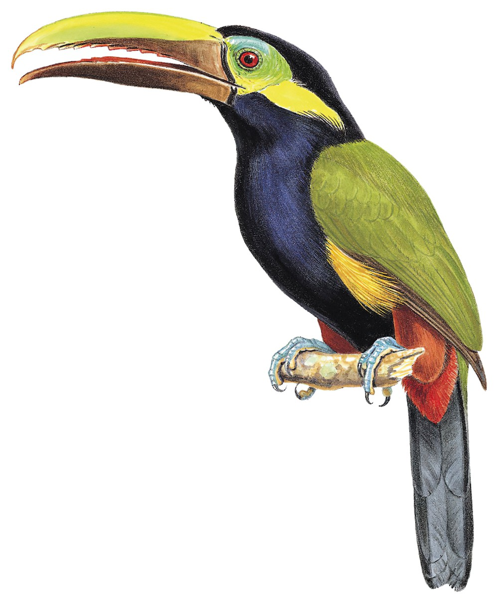 Yellow-eared Toucanet / Selenidera spectabilis