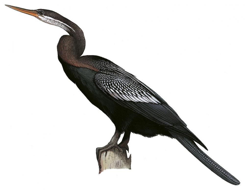 Oriental Darter / Anhinga melanogaster
