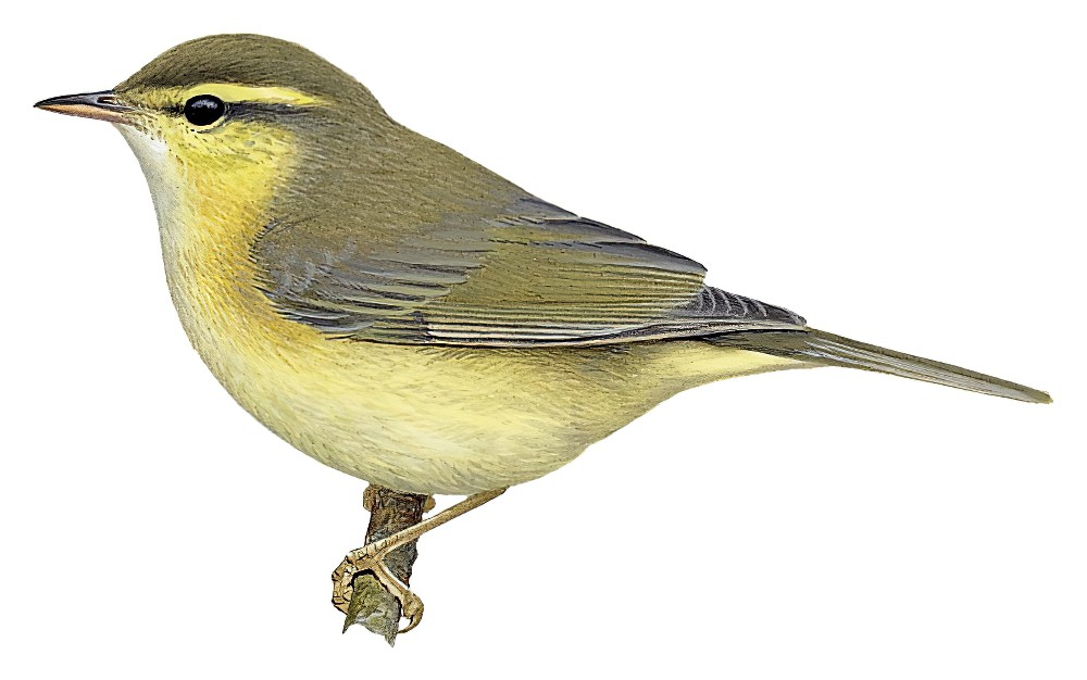 Tickell\'s Leaf Warbler / Phylloscopus affinis