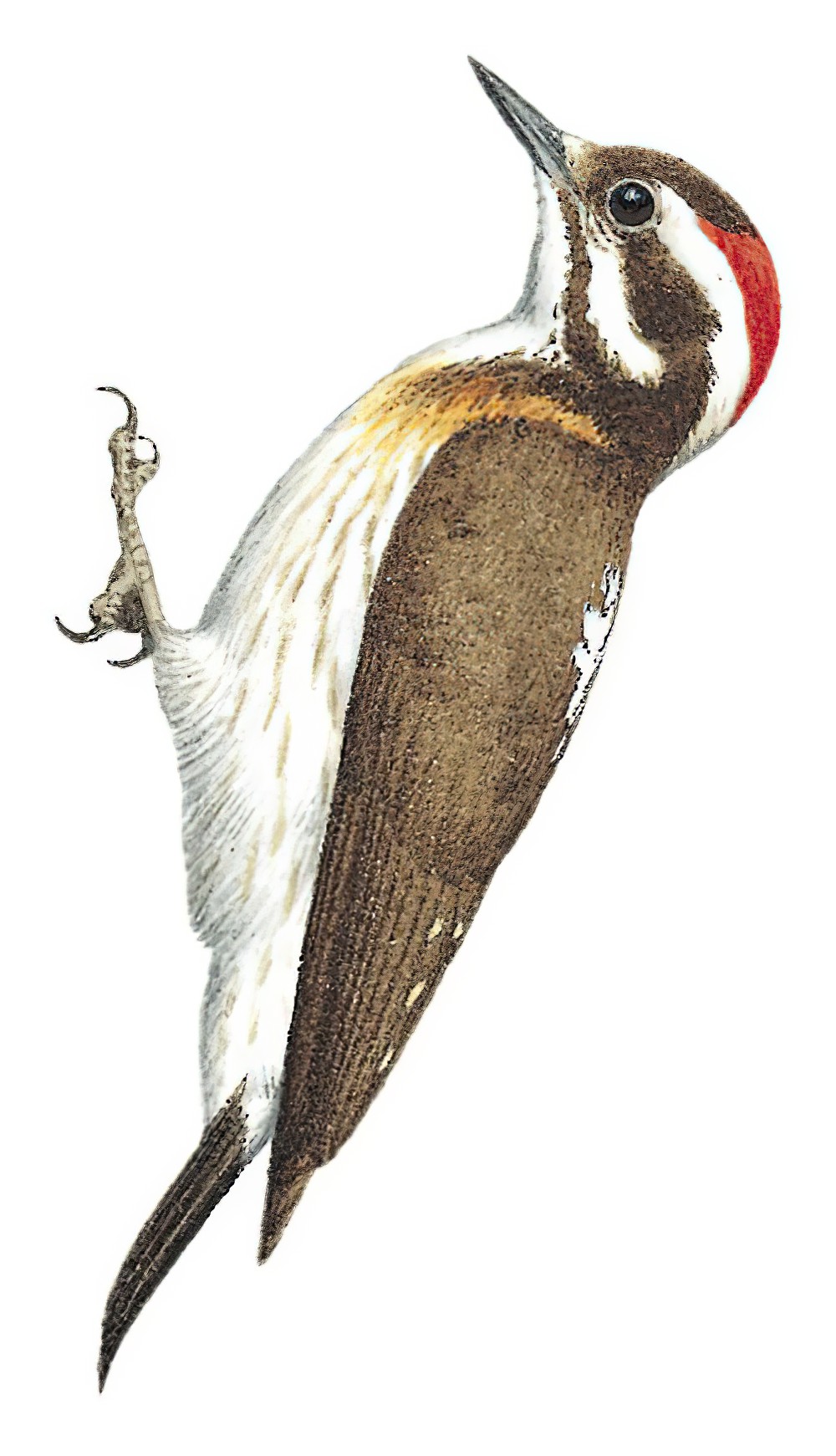 Sulu Woodpecker / Yungipicus ramsayi