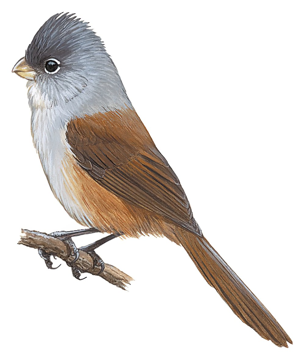 Gray-hooded Parrotbill / Sinosuthora zappeyi