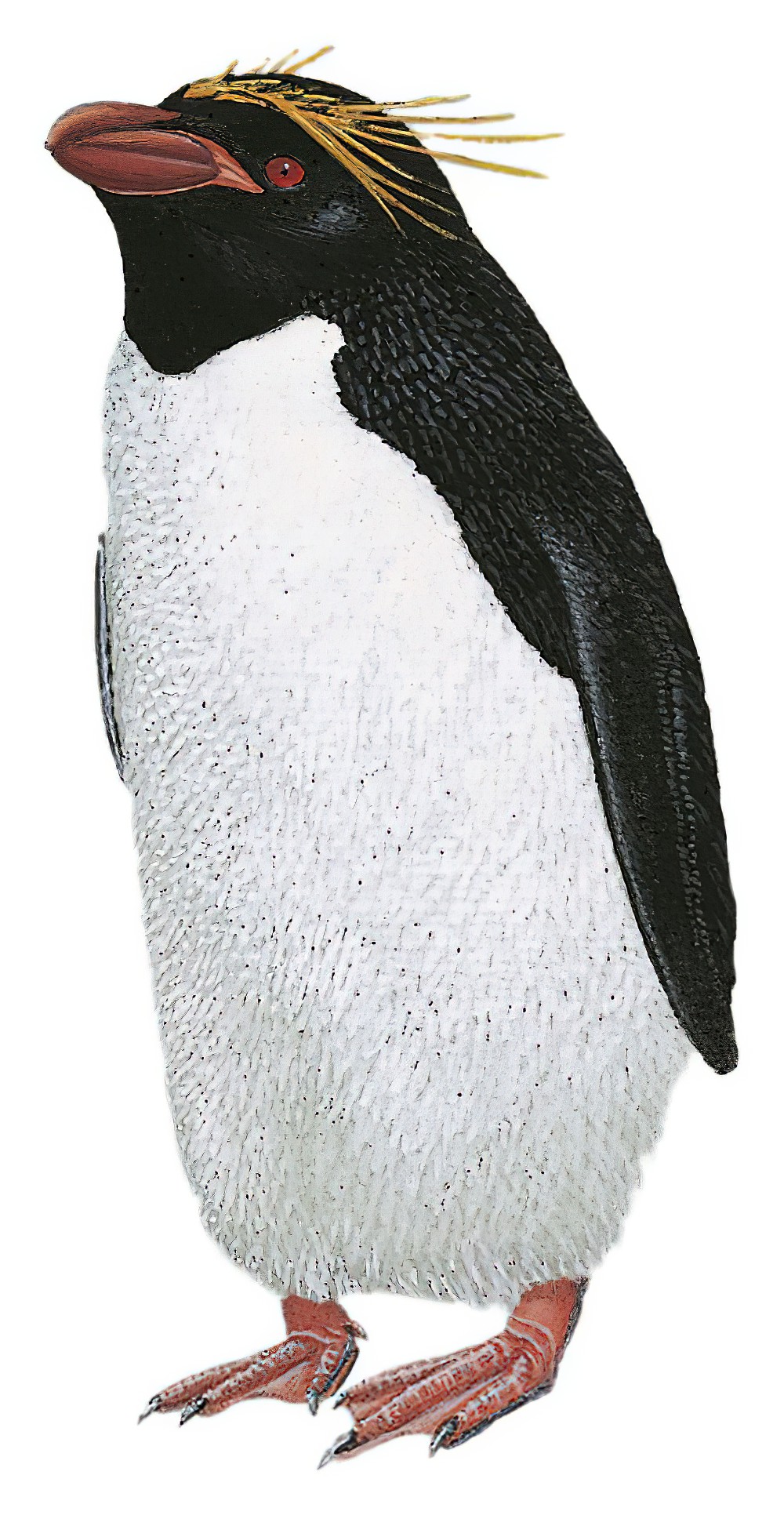 Macaroni Penguin / Eudyptes chrysolophus