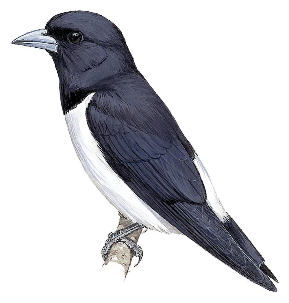 Great Woodswallow / Artamus maximus